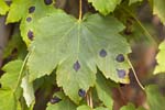 2019-10-13 - 5ds72072 - Saint-Leu-la-Forêt (95320)