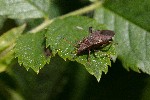 20/05/2020 - 5ds76080 - Saint-Leu-la-Forêt (95320)