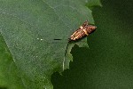 25/05/2020 - 5ds76466 - Gretz-Armainvilliers (77220)