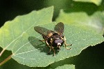 25/05/2020 - 5ds76530 - Gretz-Armainvilliers (77220)
