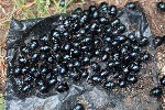 25/05/2020 - 5ds76532 - Gretz-Armainvilliers (77220)