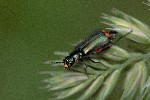 25/05/2020 - 5ds76541 - Gretz-Armainvilliers (77220)