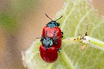 25/07/2020 - 5ds78396 - Saint-Leu-la-Forêt (95320)