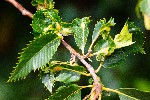 25/07/2020 - 5ds78610 - Saint-Leu-la-Forêt (95320)