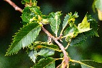 25/07/2020 - 5ds78610 - Saint-Leu-la-Forêt (95320)