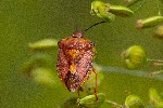 22/08/2020 - 5ds79278 - Gretz-Armainvilliers (77220) 22/08/2020 - 5ds79278 - Gretz-Armainvilliers (77220)