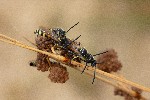 28/08/2020 - 5ds79388 - Moliets-et-Maa (40660)