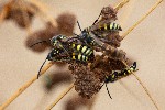 28/08/2020 - 5ds79392 - Moliets-et-Maa (40660)