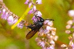 29/08/2020 - 5ds80060 - Luxey (40430)