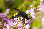 29/08/2020 - 5ds80098 - Luxey (40430)