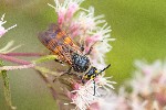 29/08/2020 - 5ds80152 - Luxey (40430)