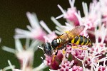 29/08/2020 - 5ds80199 - Luxey (40430)
