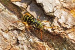 27/04/2021 - 5ds82095 - Saint-Leu-la-Forêt (95320)