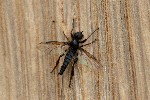02/05/2021 - 5ds82175 - Gretz-Armainvilliers (77220)