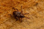 02/05/2021 - 5ds82230b - Gretz-Armainvilliers (77220)