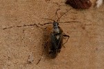 02/05/2021 - 5ds82239 - Gretz-Armainvilliers (77220)
