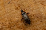 02/05/2021 - 5ds82247 - Gretz-Armainvilliers (77220)