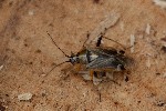 02/05/2021 - 5ds82256 - Gretz-Armainvilliers (77220)