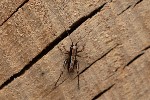 02/05/2021 - 5ds82283 - Gretz-Armainvilliers (77220)