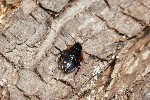 03/05/2021 - 5ds82338 - Saint-Leu-la-Forêt (95320)