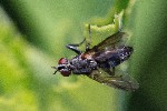 13/06/2021 - 5ds85338 - Saint-Leu-la-Forêt (95320)