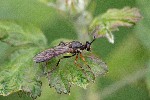 20/06/2021 - 5ds86026 - Brennilis (29690)