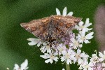 20/06/2021 - 5ds86126 - Brennilis (29690)