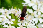 21/06/2021 - 5ds86417 - Brennilis (29690)