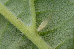 23/06/2021 - 5ds86722 - Huelgoat (26690)