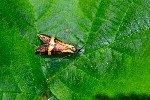 23/06/2021 - 5ds86933 - Brennilis (29690)