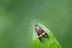 26/06/2021 - 5ds87360 - Huelgoat (26690)