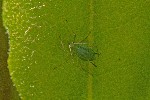 04/07/2021 - 5ds88222 - Huelgoat (26690)