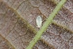 07/07/2021 - 5ds88394 - Huelgoat (26690)