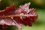 08/07/2021 - 5ds88695 - Huelgoat (26690)