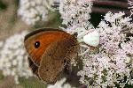 13/07/2021 - 5ds89424 - Taulé (29670)