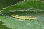 13/07/2021 - 5ds89614 - Taulé (29670)
