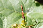11/08/2021 - 5ds93933 - Gretz-Armainvilliers (77220)