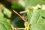 11/08/2021 - 5ds93935 - Gretz-Armainvilliers (77220)