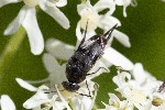 2021-08-14 - 5ds94513 - Saint-Leu-la-Forêt (95320)