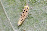 22/08/2021 - 5ds94745 - Cimetière de Montmartre (75018)