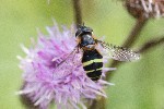 27/08/2021 - 5ds95390 - La Bresse (88250)
