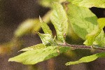 18/04/2022 - 5dt00396 - Saint-Leu-la-Forêt (95320)