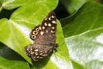 26/05/2022 - 5dt01898 - Carnetin (77400)