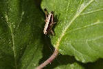 26/05/2022 - 5dt02280 - Carnetin (77400)