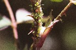 05/06/2022 - 5dt04323 - Gap (05000)