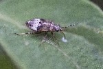 05/06/2022 - 5dt04912 - Chabottes (05260)