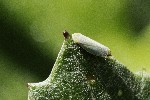 06/06/2022 - 5dt05098 - Orcières (05170)