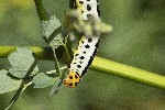 06/06/2022 - 5dt05116 - Orcières (05170)