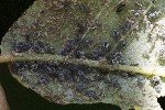 06/06/2022 - 5dt05345 - Orcières (05170)