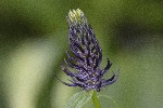 2022-06-06 - 5dt05847 - Orcières (05170)